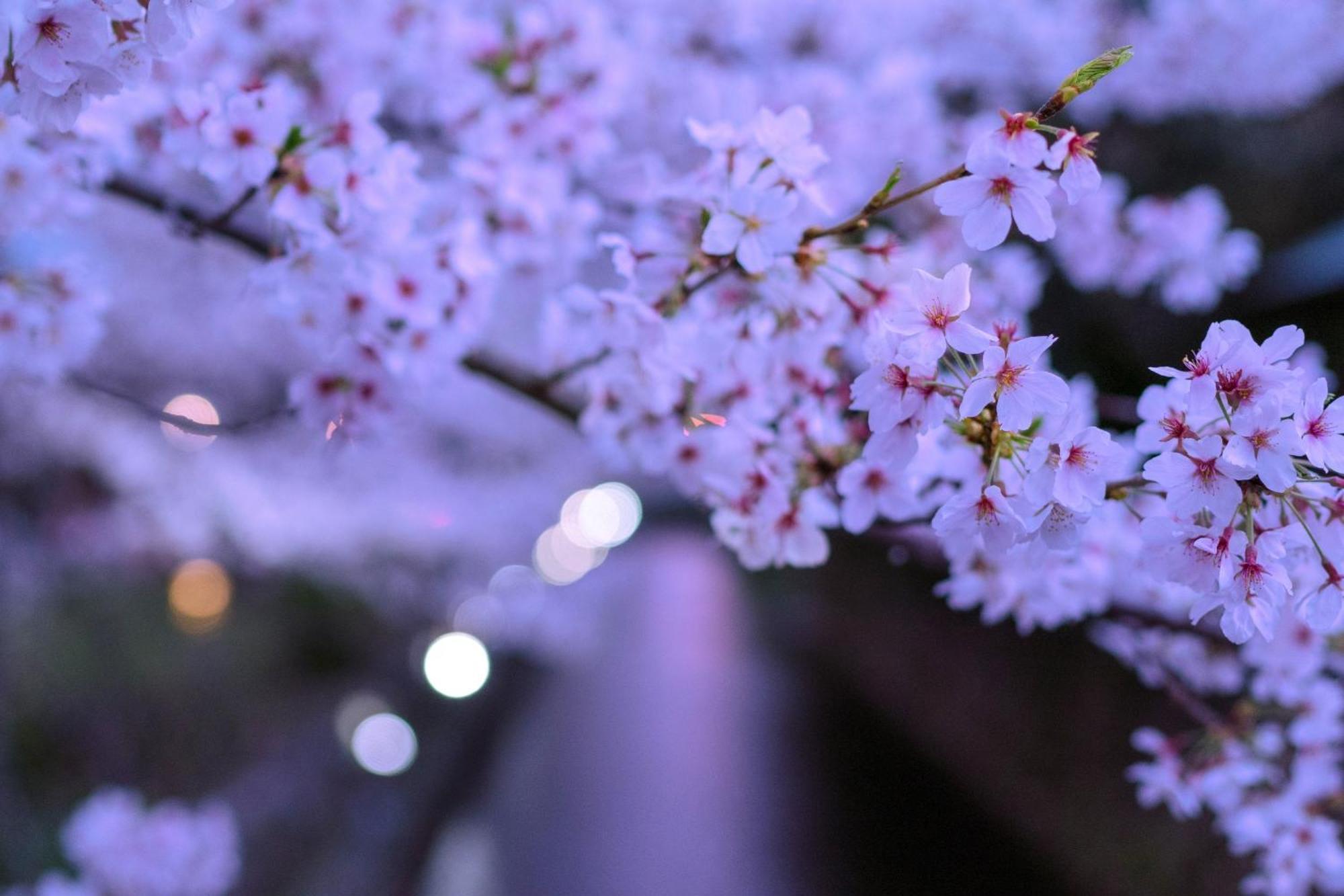 Omo5 Kyoto Sanjo By Hoshino Resorts Exterior foto